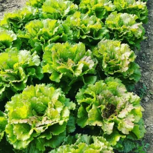salade