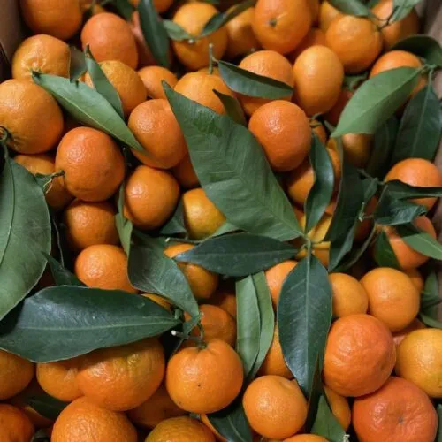 Mandarines exploitation