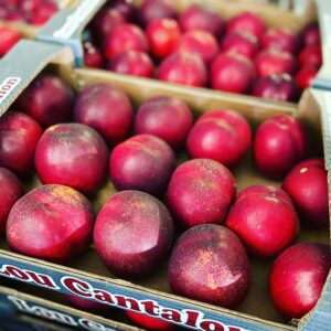 Nectarine kg