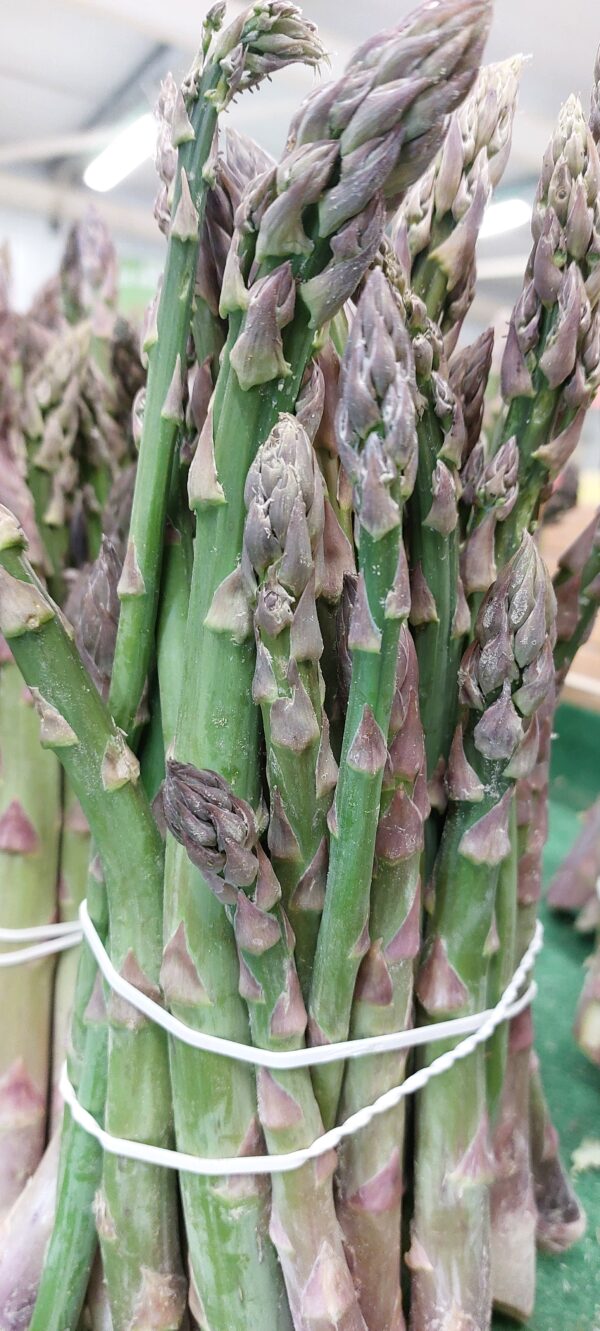 ASPERGES VERTES