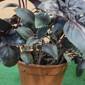 Basilic Pourpre