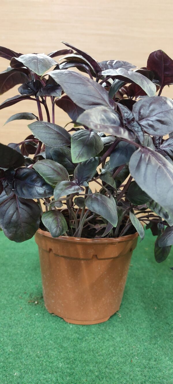 Basilic Pourpre