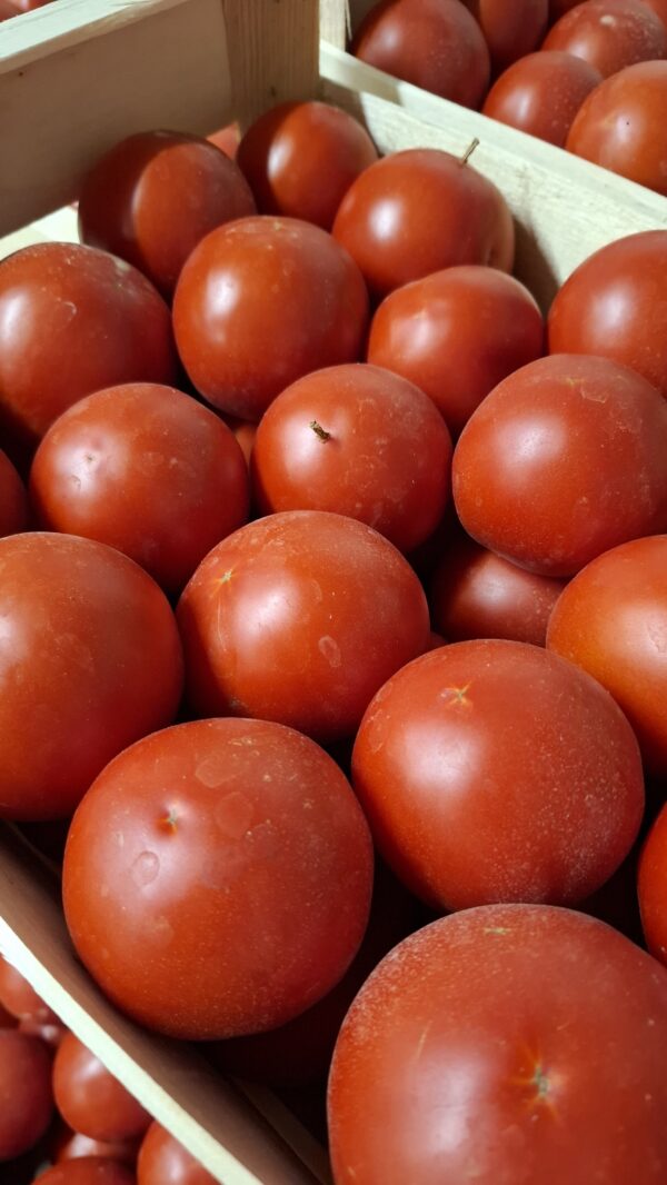Tomates 1kg