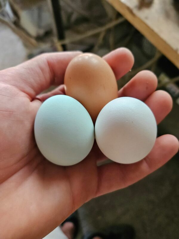 6 oeufs
