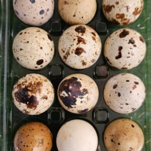 Oeufs de caille x 18