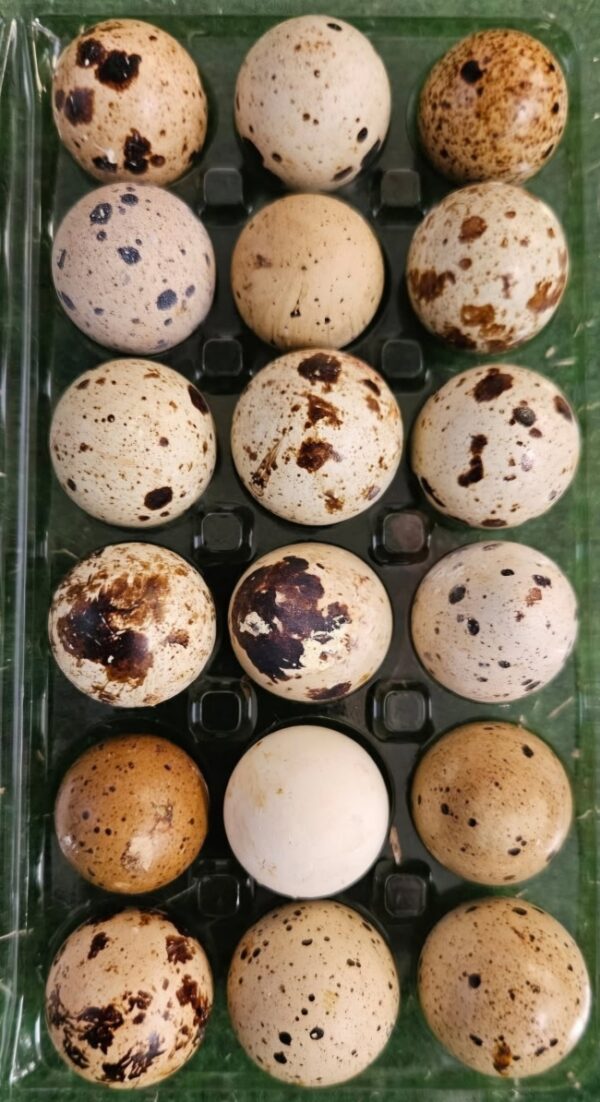 Oeufs de caille x 18