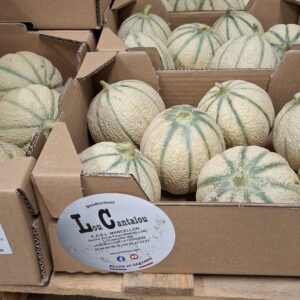 MELON AU PLATEAU