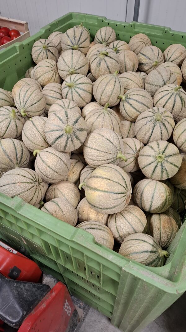 MELON KG