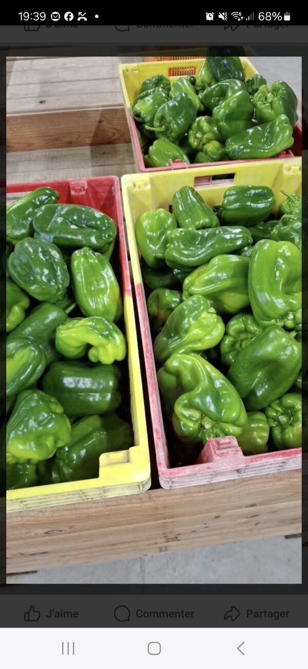 Poivron vert kg