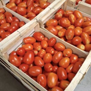 Tomates Longues  kg