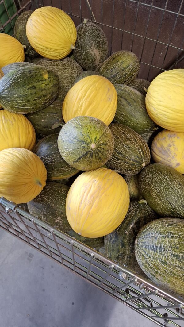 Melon vert ou jaune
