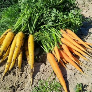 Carottes 1 kg