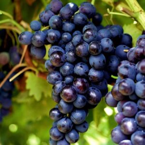 Muscat au kg