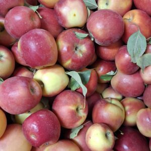 Pomme Mandy 2kg500