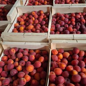Abricots 5 kg