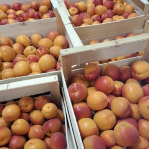 Abricots 5 kg